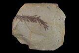Dawn Redwood (Metasequoia) Fossil - Montana #153680-1